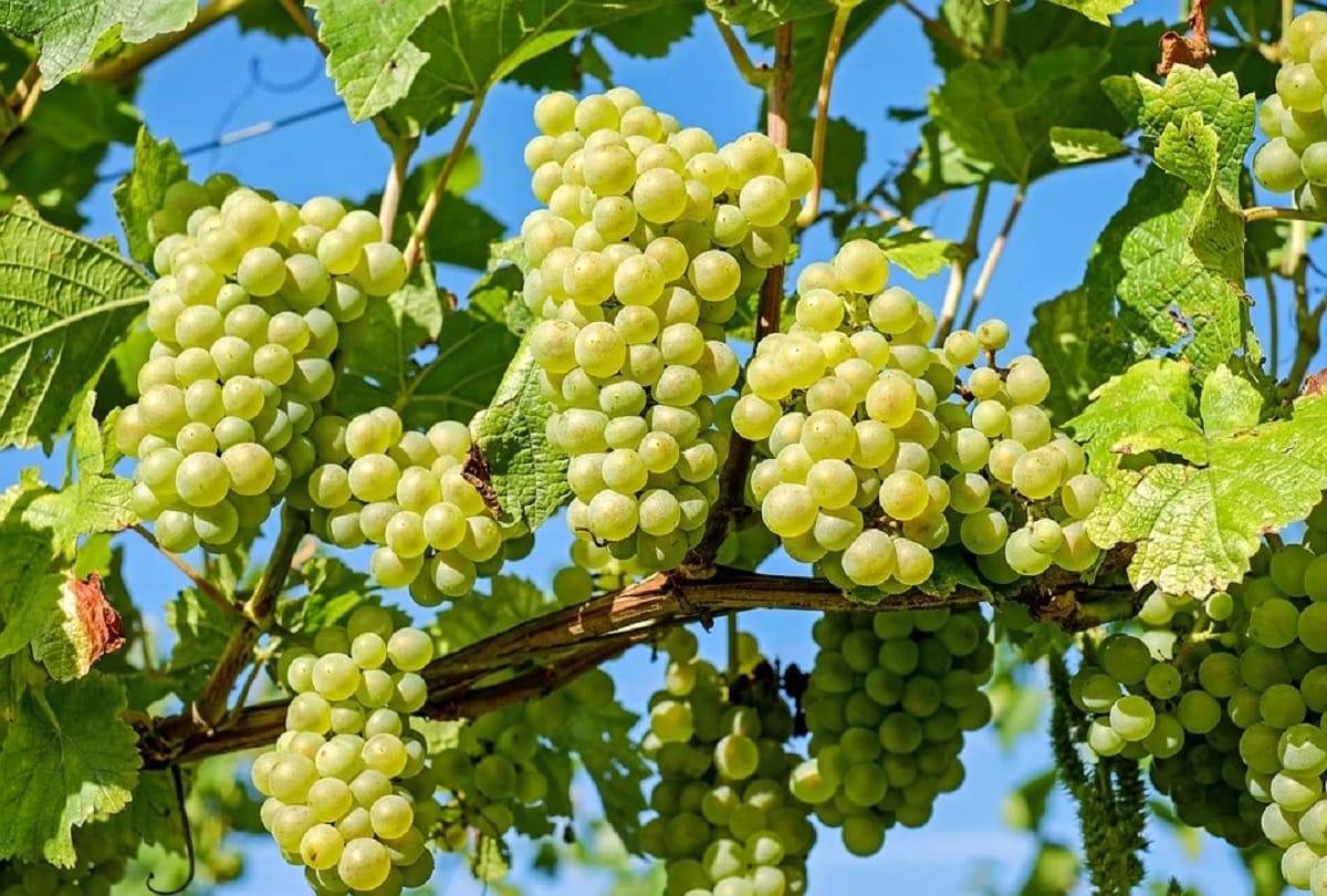 eat  this fruits in summer season for energy in hindi