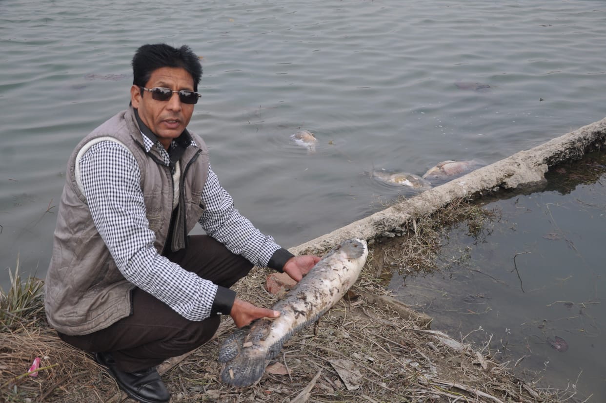 fishes, water, dead