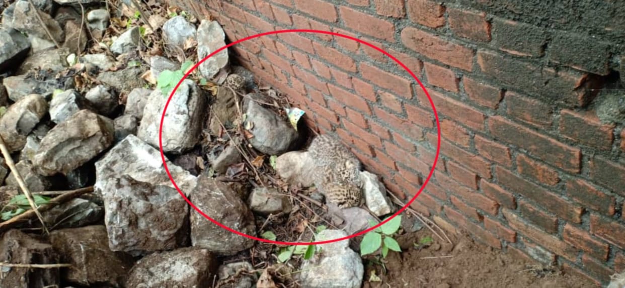 Haldwani: Three cubs of leopard found in village