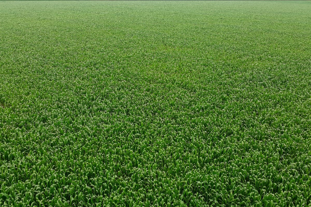 Crops Crisis,  Scientists will go to the farm and find ways of rescue