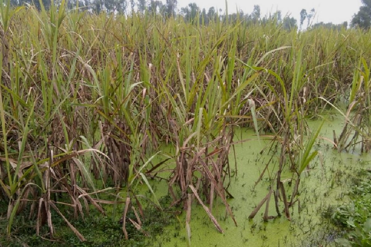 Crops Crisis,  Scientists will go to the farm and find ways of rescue