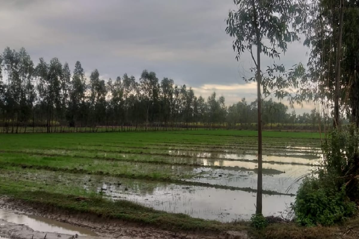 Rainfall on wheat cultivation, area reduced in weastern UP