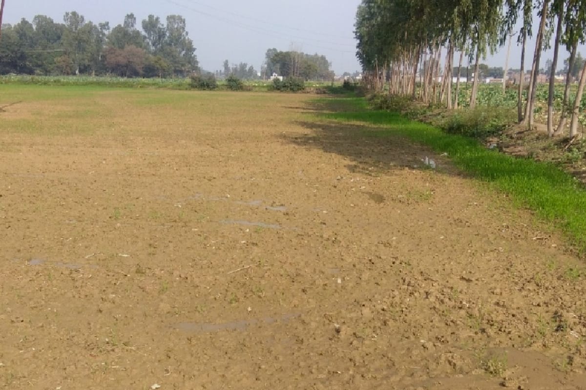 Rainfall on wheat cultivation, area reduced in weastern UP