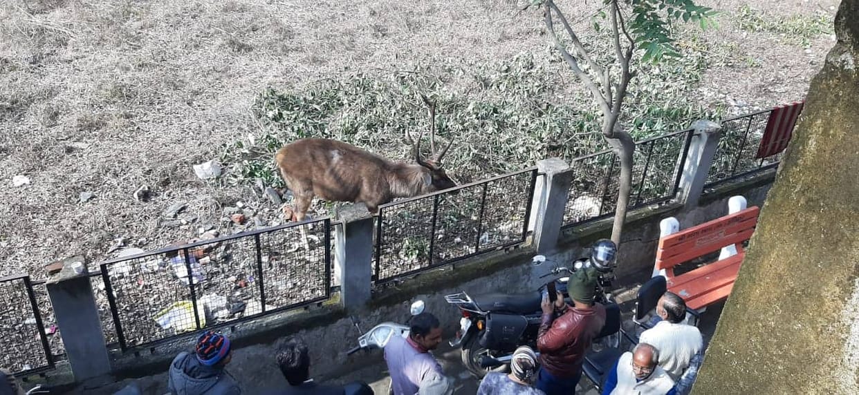 Haridwar: Reindeer came in court premises