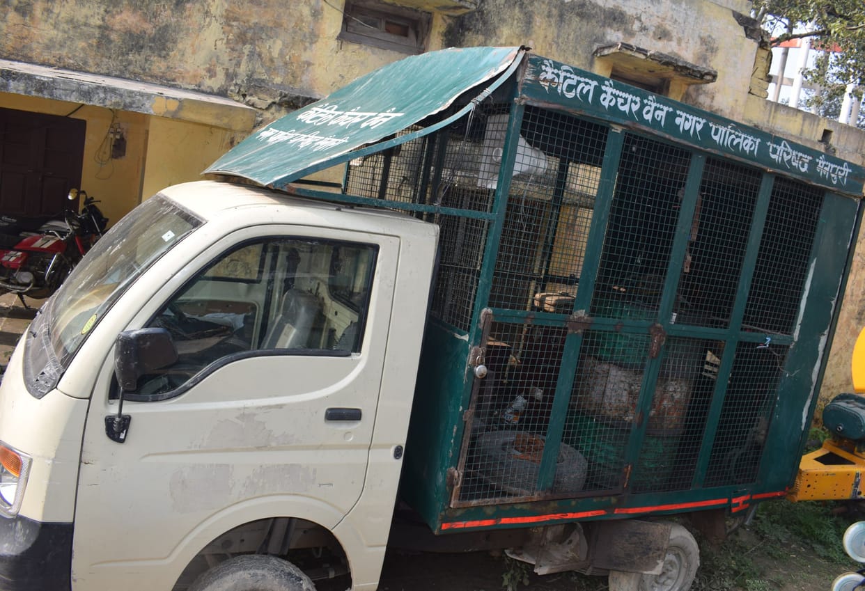palika catel catcher is worst
