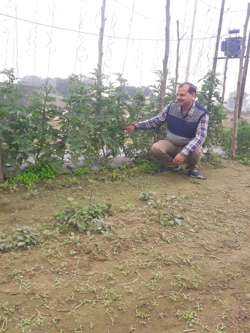 sabji ki nursery