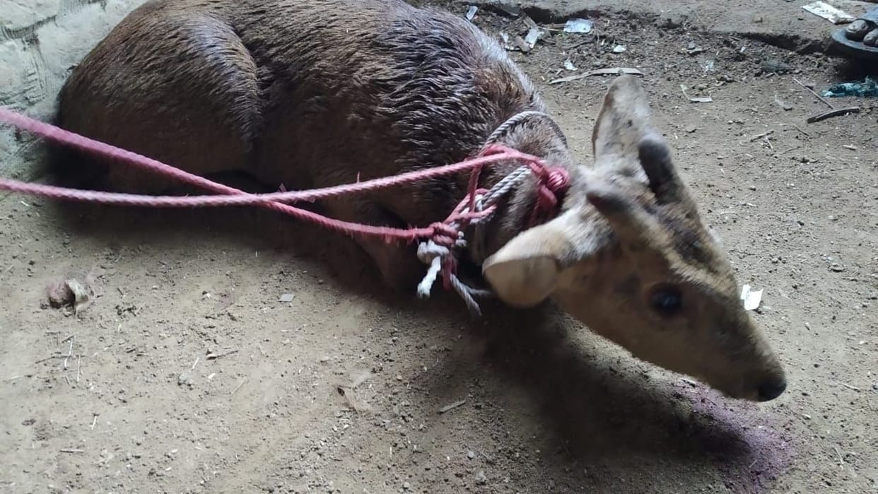 Sambhar dies in dog attack