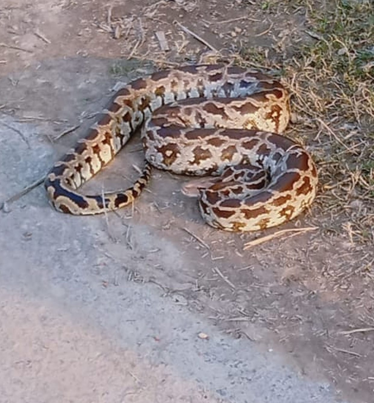 snak, panthar