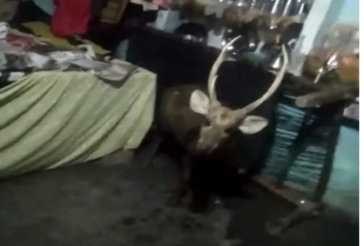 swamp deer lost its way to forest enters house in Faridabad 