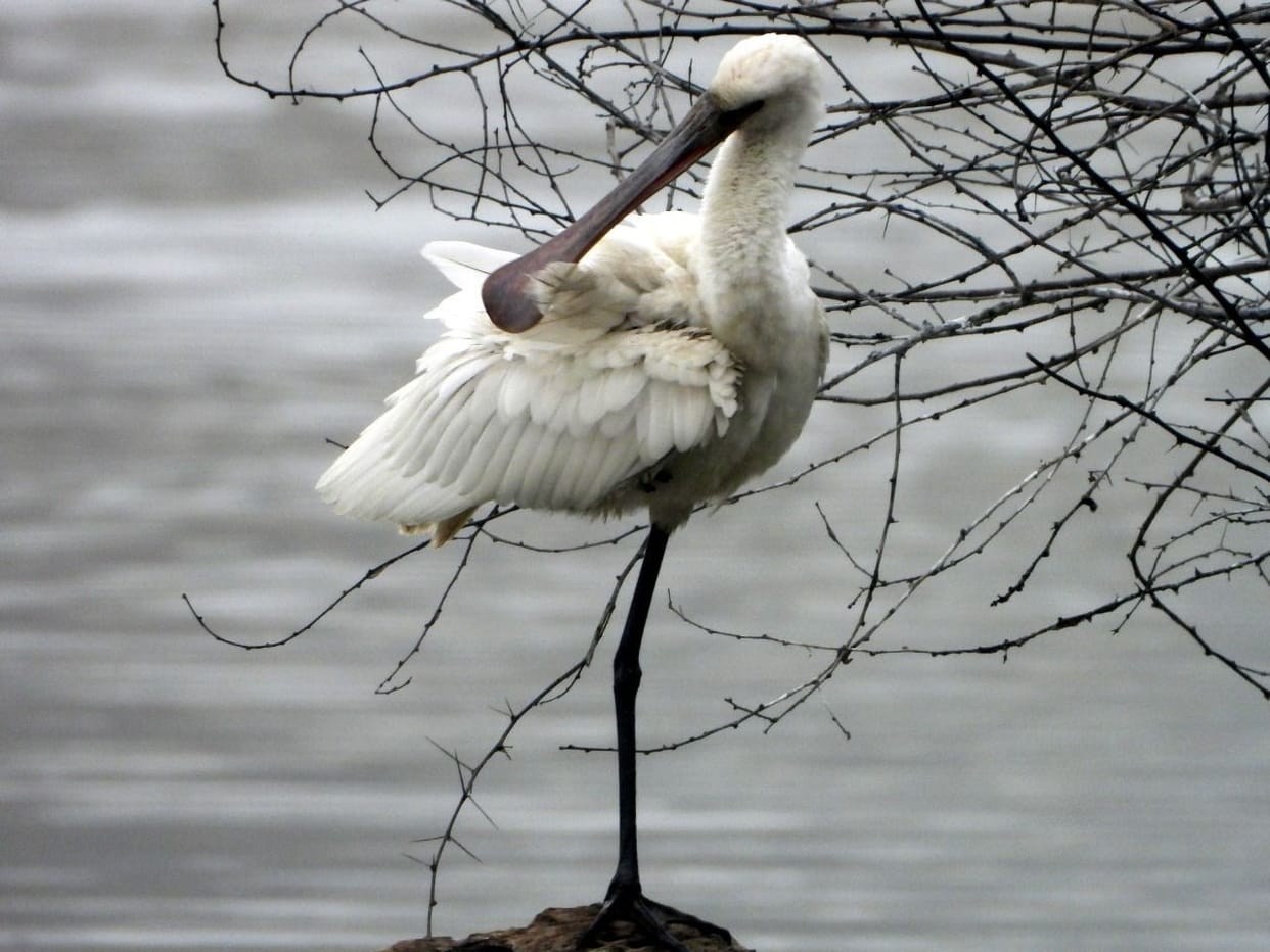 Count of birds completed in Fatehabad, foreign birds found in fatehabad, birds, fatehabad