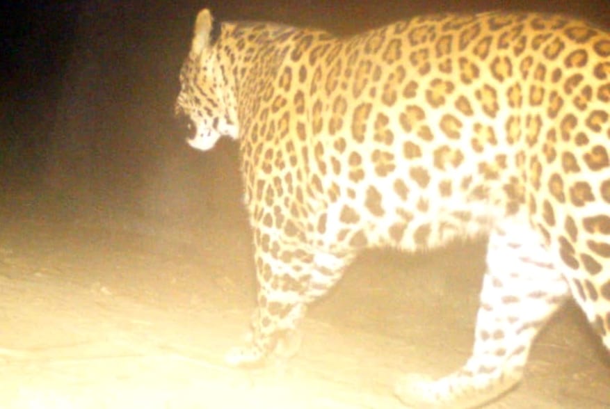 Trap camera again captured by Guldar