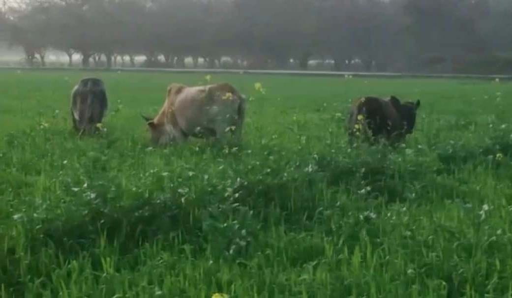 Stray cattle became a disaster for farmers
