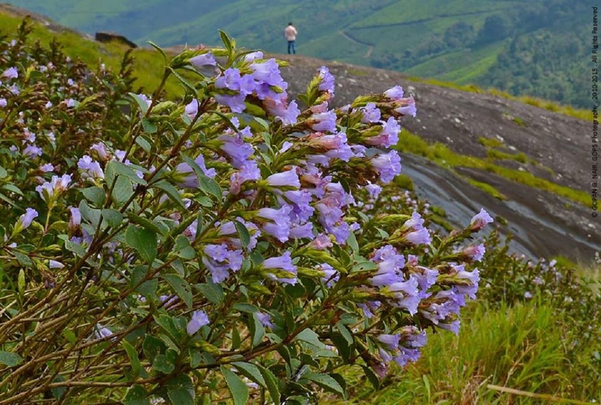 Worlds rarest flower Neelakurinji Blooming only once in 12 years