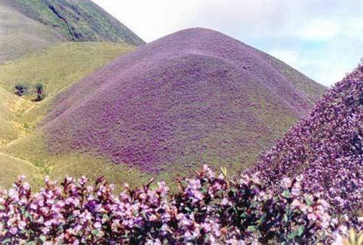 Worlds rarest flower Neelakurinji Blooming only once in 12 years