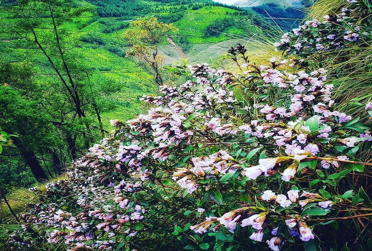 Worlds rarest flower Neelakurinji Blooming only once in 12 years