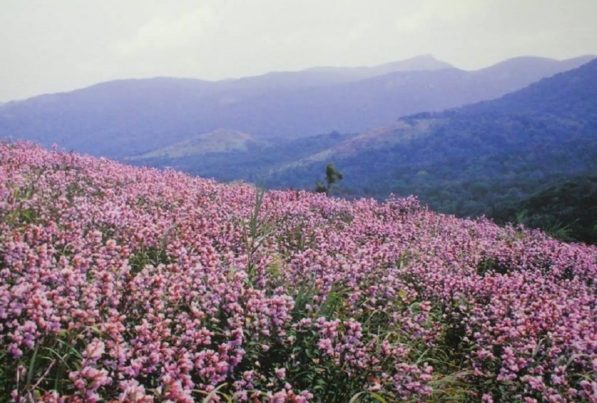world rarest flower neelakurinji blooming in kerala after 12 years