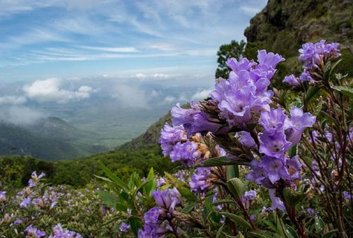 world rarest flower neelakurinji blooming in kerala after 12 years