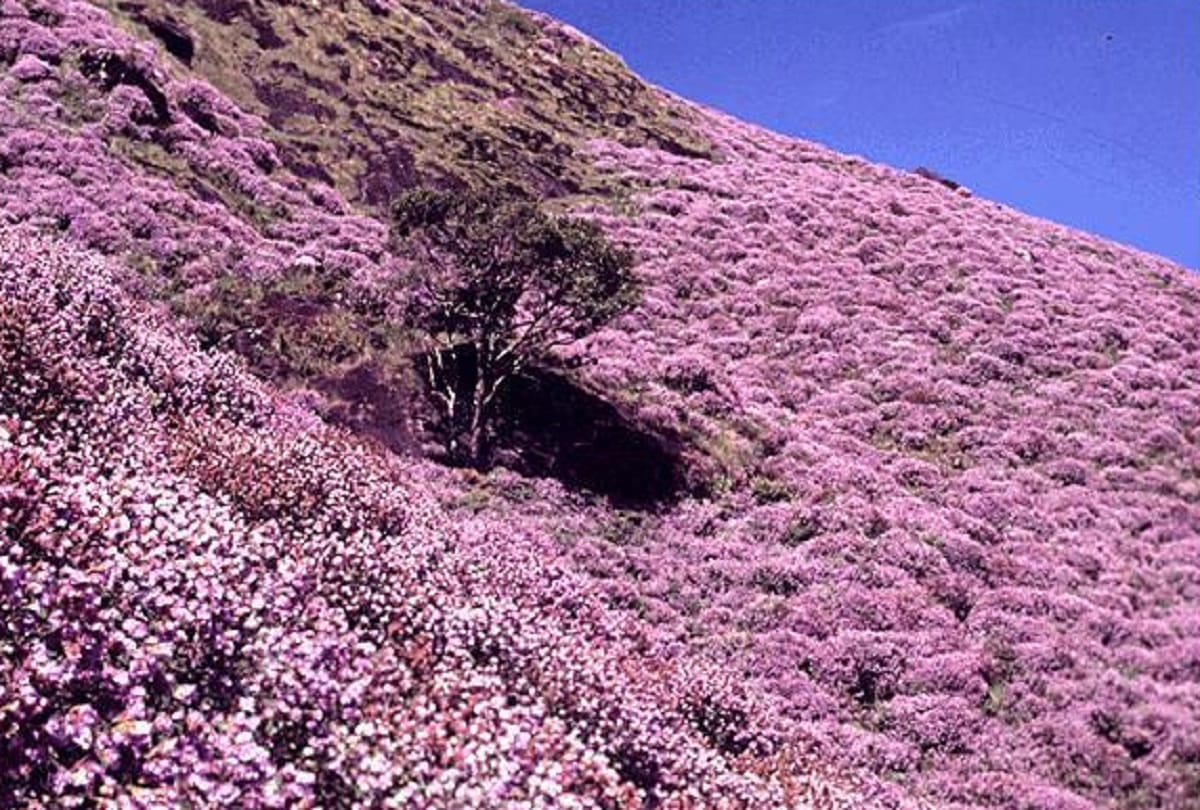 world rarest flower neelakurinji blooming in kerala after 12 years
