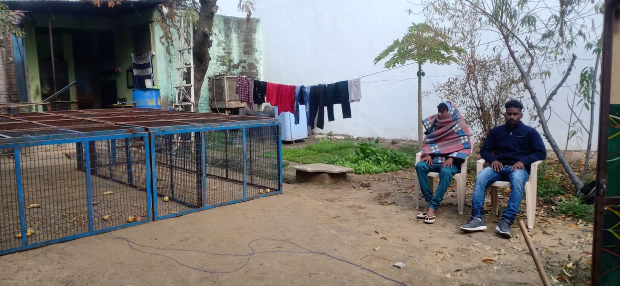 Not a trapped monkey, he removed the cage in one day