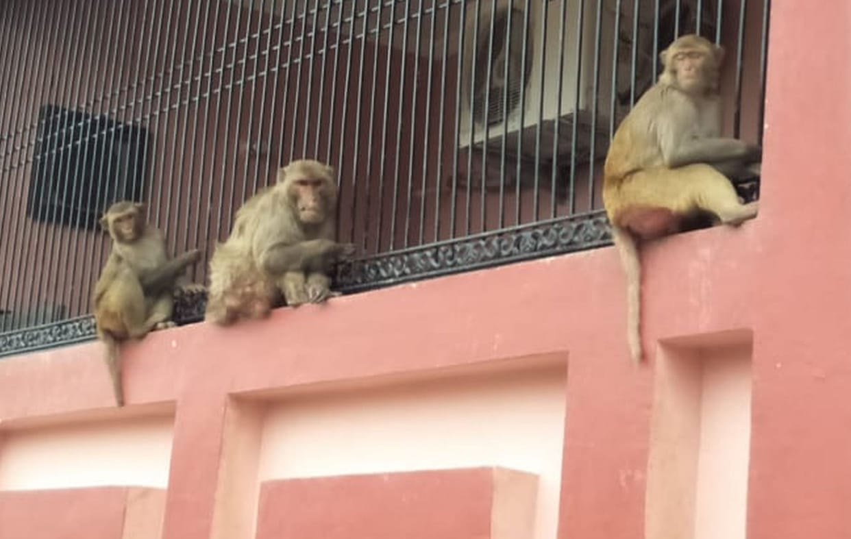 monkey