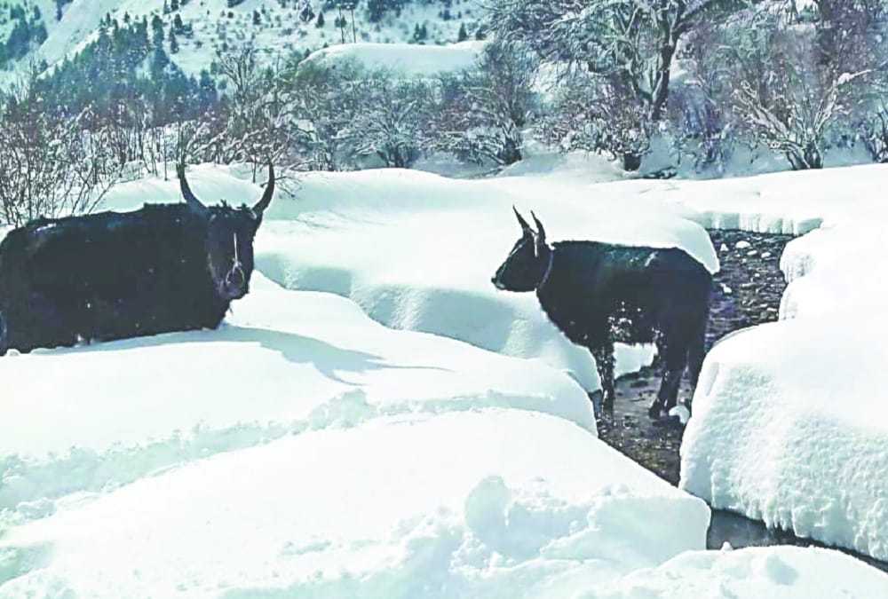 River and waterfall freeze Due to Bitter Cold weather in uttarakhand  see visuals
