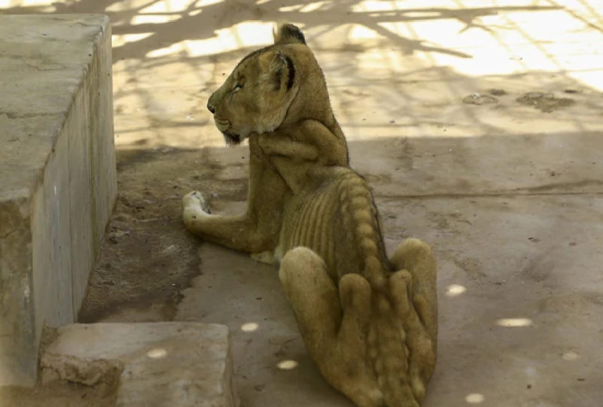 Online Campaign starts to Save Malnourished Lions At Sudan Park