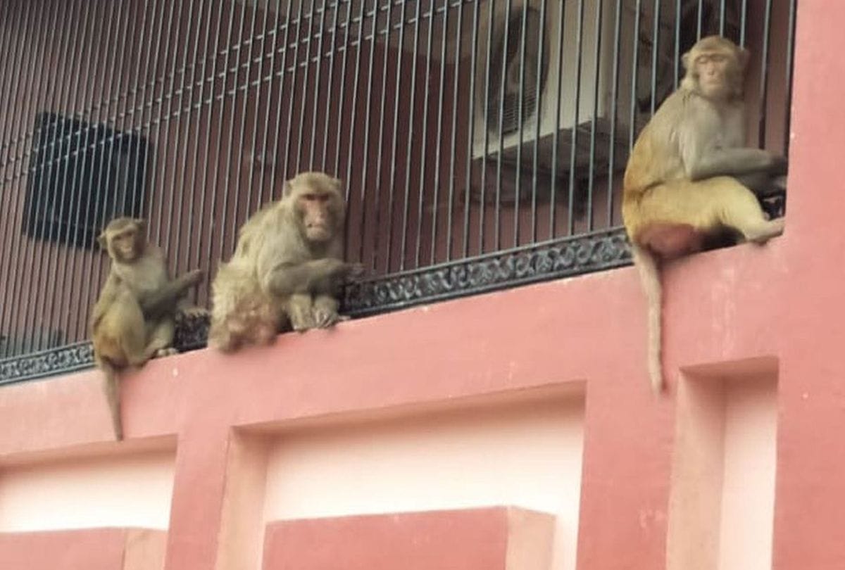 Sonu Sood News: Monkey Caught while pleading with Sonu Sood on twitter