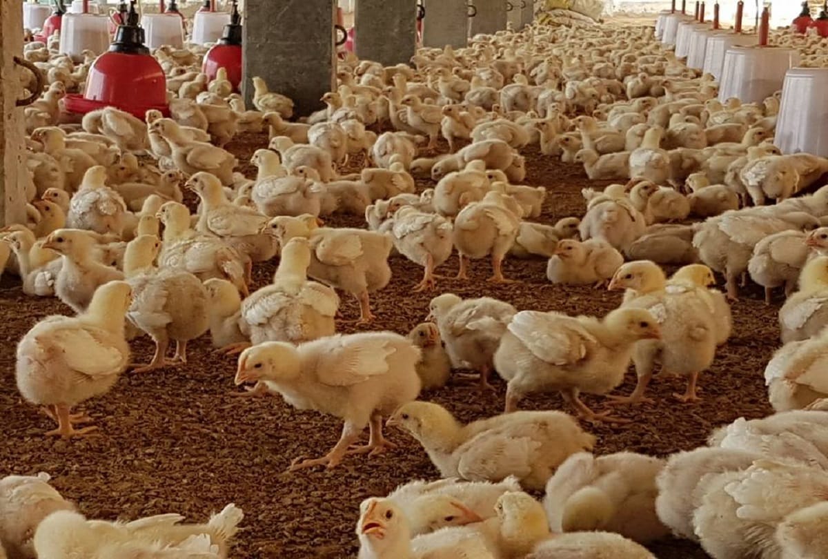 Haryana Govt will Provide compensation of Chickens killed due to bird flu