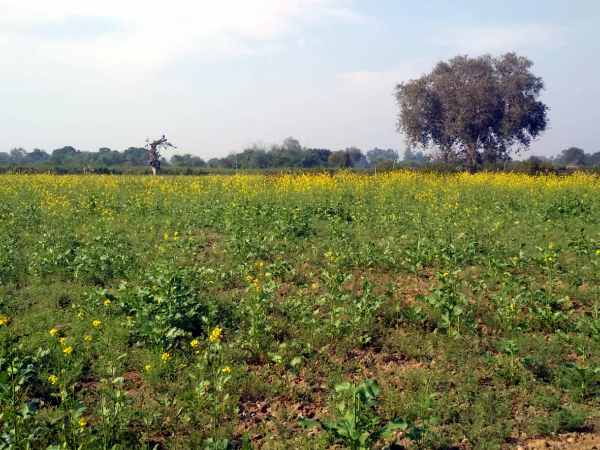 The farmers are suffering due to the harsh weather