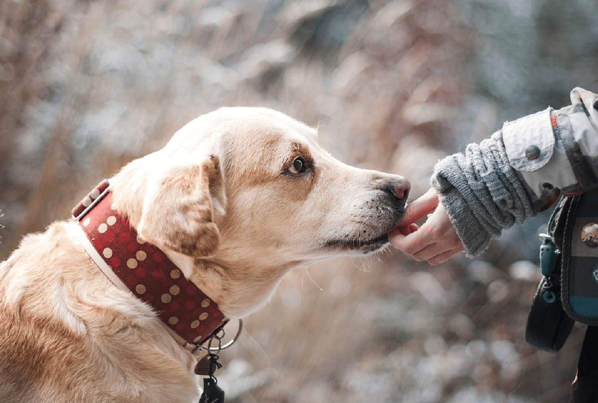 coronavirus effect on dog dies after quarantine