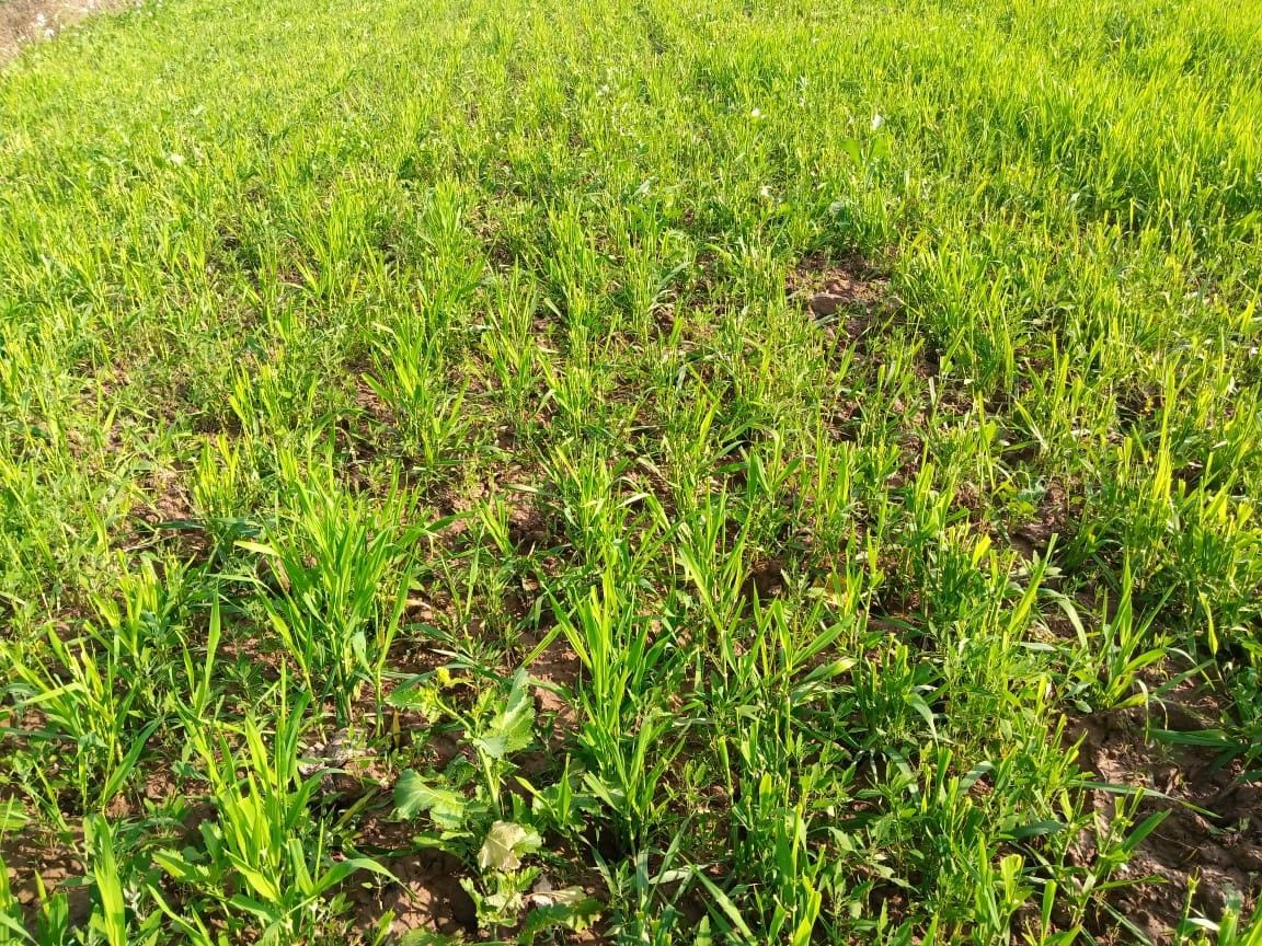 Cattle chopped farmers' 10 bigha crop