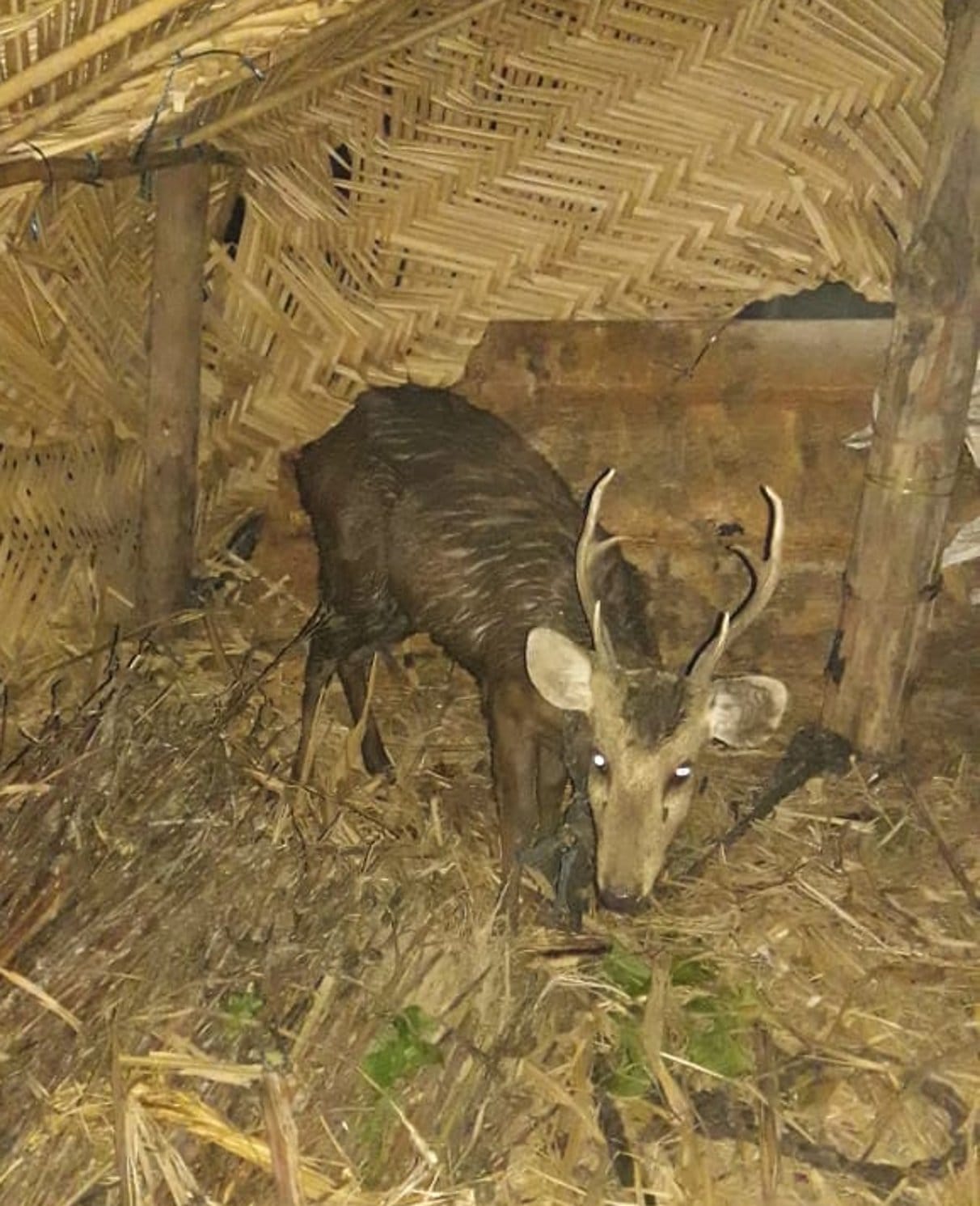 Muzaffarnagar News: Police freed deer