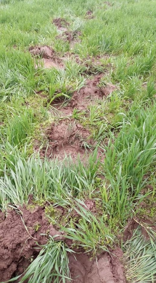 Herd of elephants crushed the crop