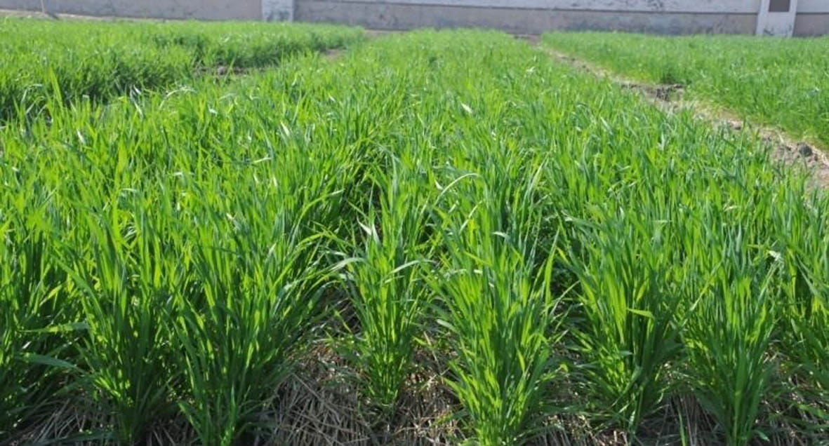Demand for urea increased due to rain, stock not in mandal