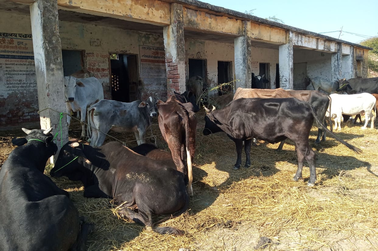 cow, gaoushala