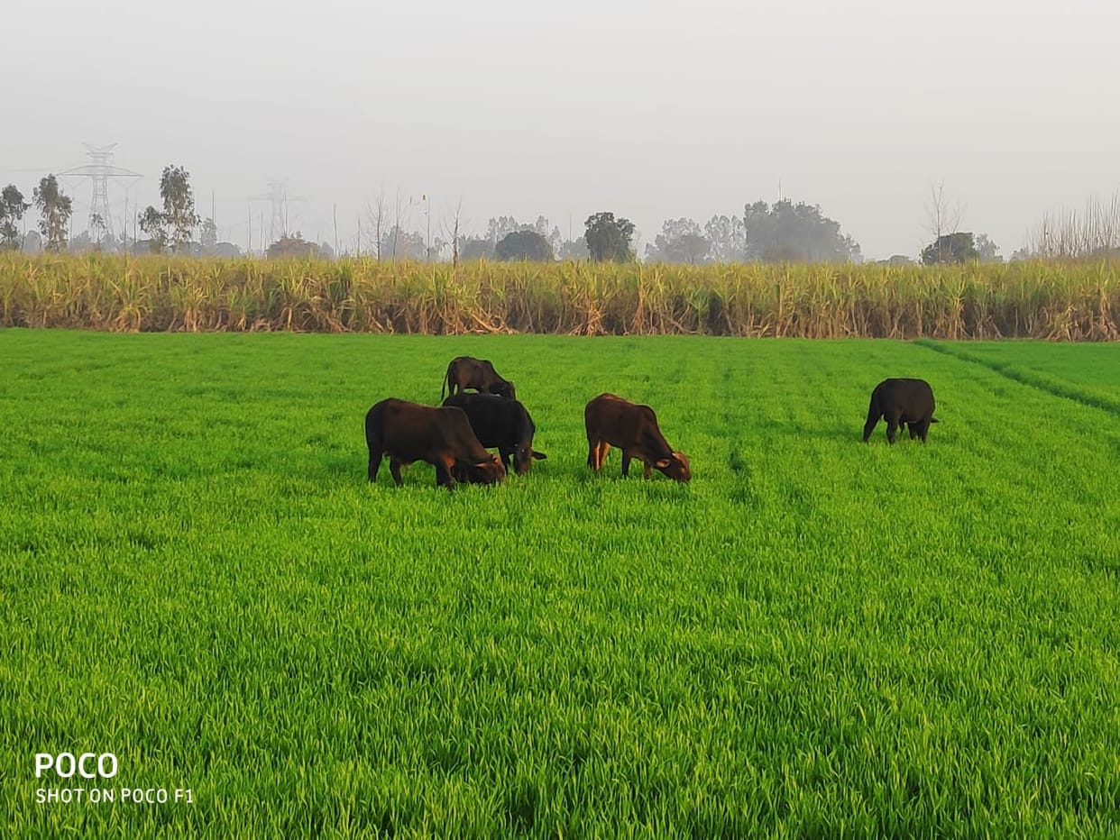 Farmers worried about wheat crop being ruined