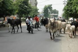 Anilam will catch stray animals