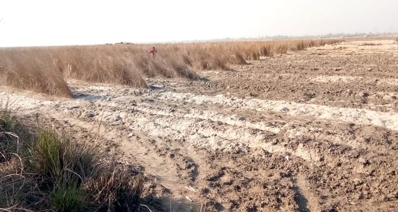 Bijnor: Cultivation being done in Ganga
