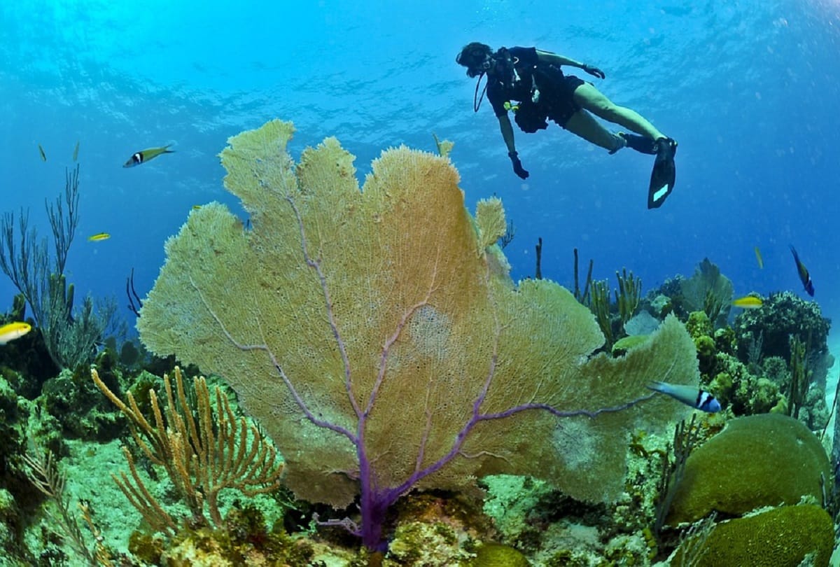 Black water photography capturing the secrets of fishes
