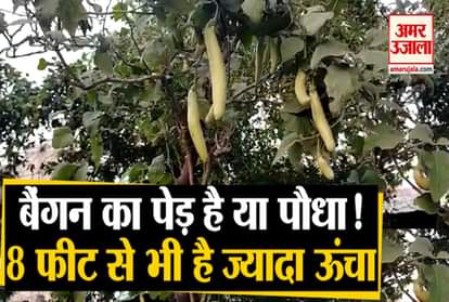special brinjal tree planted in kanpur dr sp sachan mutation- hybrid process