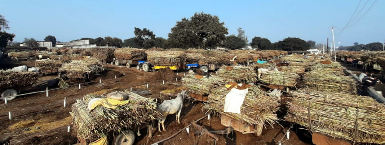 long waiting for sugarcane