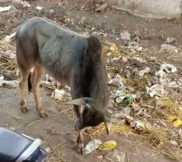 cow, bull, people, fear