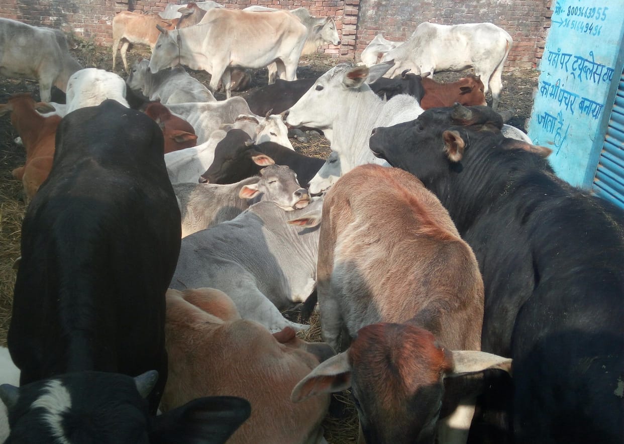 cows are without food and water