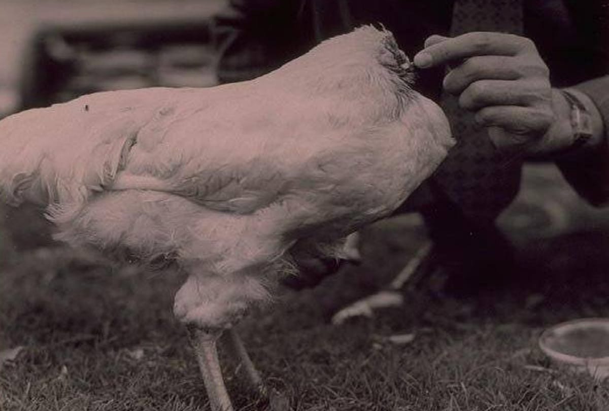 Miracle Mike the Headless Chicken who lived for 18 months after his head had been cut off