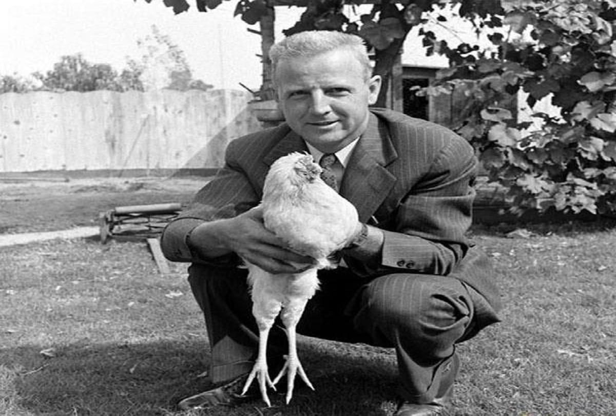 Miracle Mike the Headless Chicken who lived for 18 months after his head had been cut off