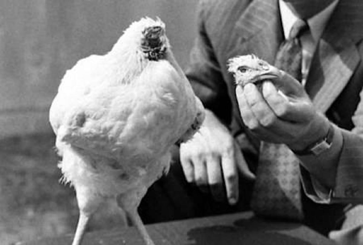 Miracle Mike the Headless Chicken who lived for 18 months after his head had been cut off
