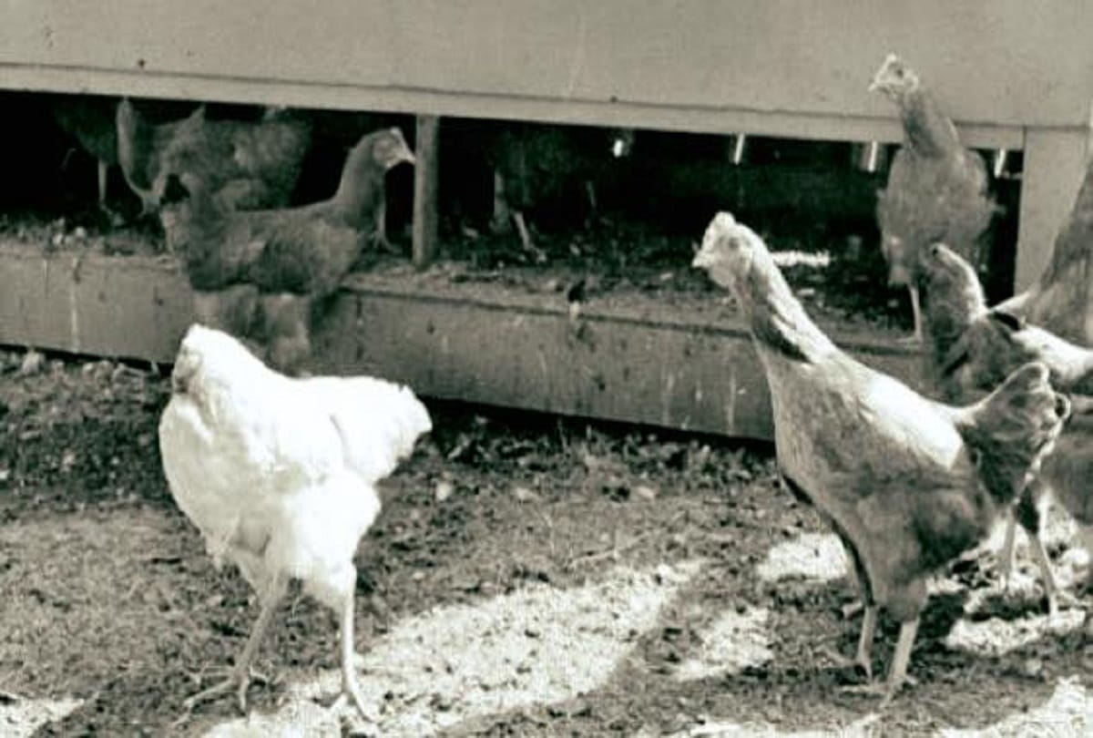 Miracle Mike the Headless Chicken who lived for 18 months after his head had been cut off