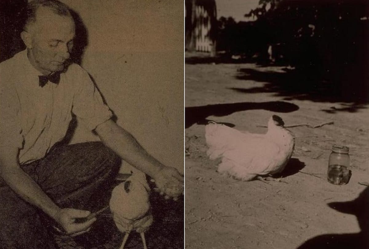 Miracle Mike the Headless Chicken who lived for 18 months after his head had been cut off