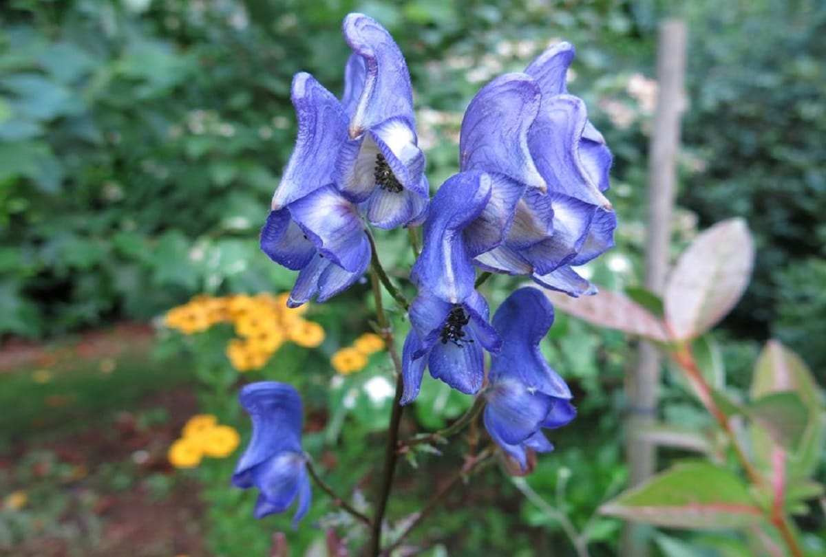 most deadliest flower fruit and plants in world