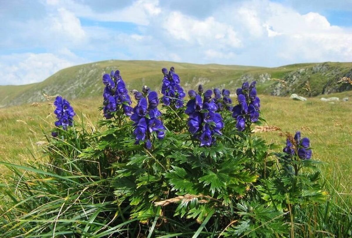 Deadly plants flowers and fruits in the world
